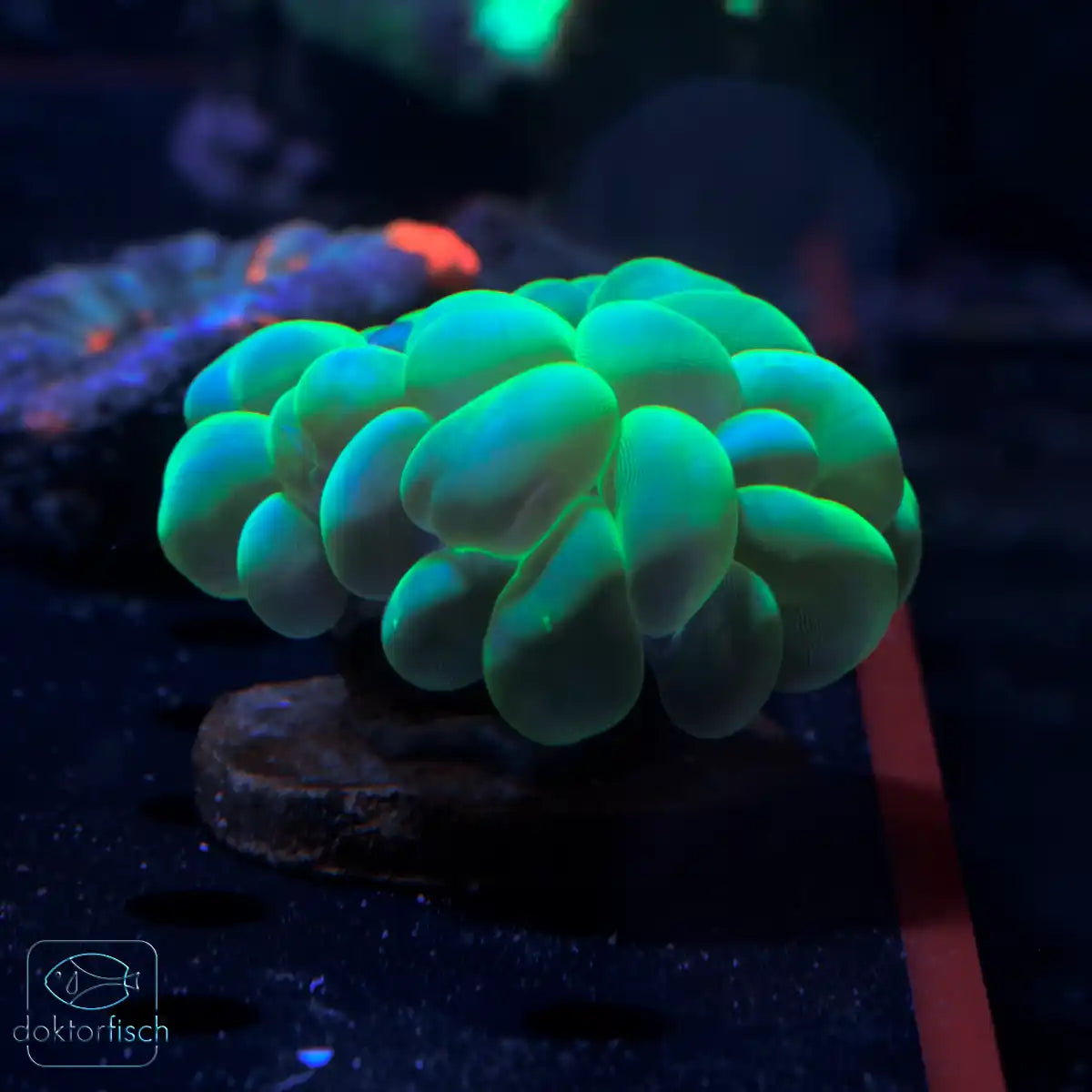 WYSIWYG Plerogyra sinuosa