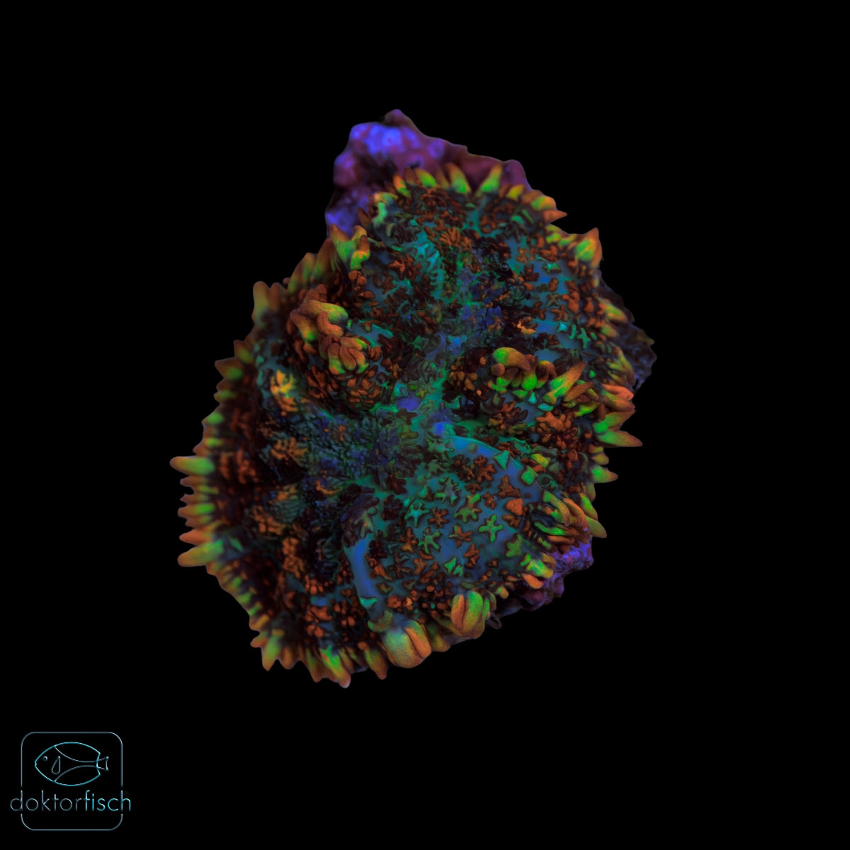 WYSIWYG Rhodactis multicolor