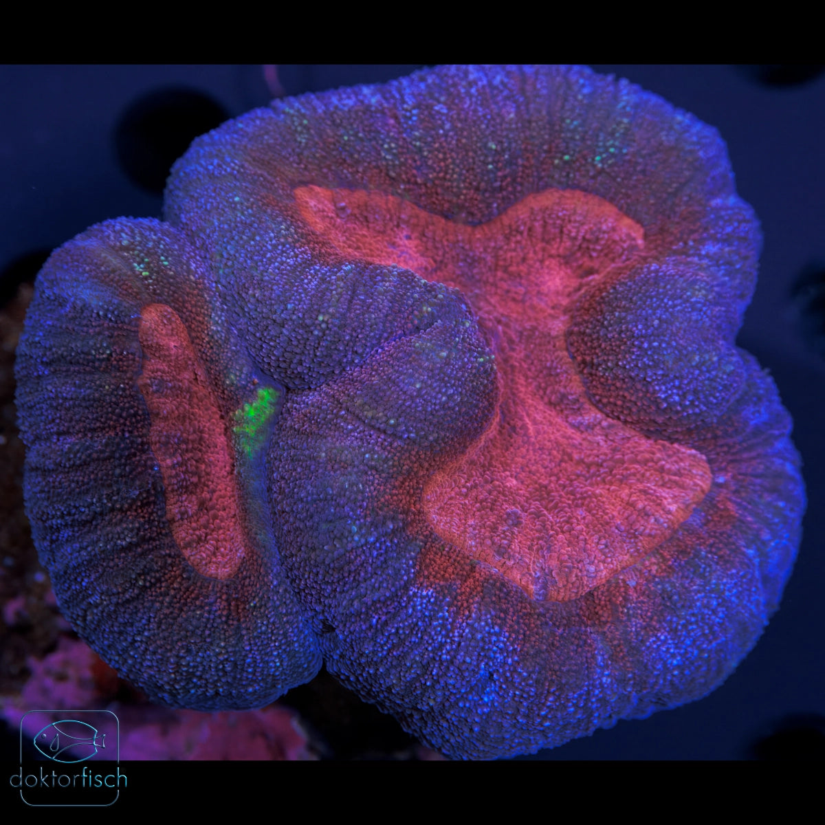 WYSIWYG Lobophyllia Bicolor