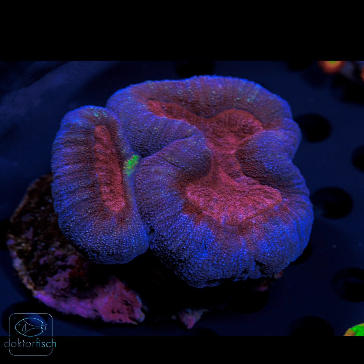 WYSIWYG Lobophyllia Bicolor