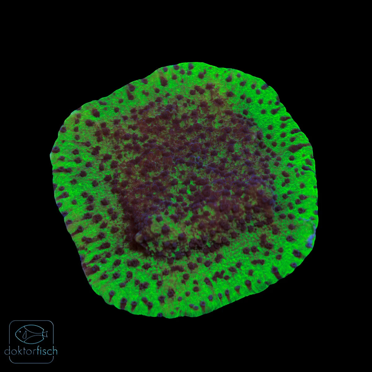WYSIWYG Montipora „Blueberry Cheesecake“ 