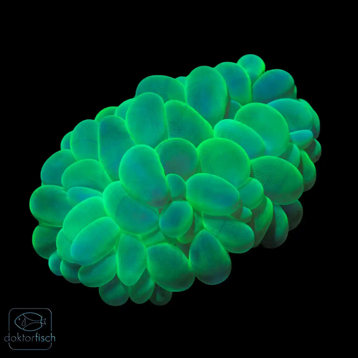 WYSIWYG Plerogyra sinuosa