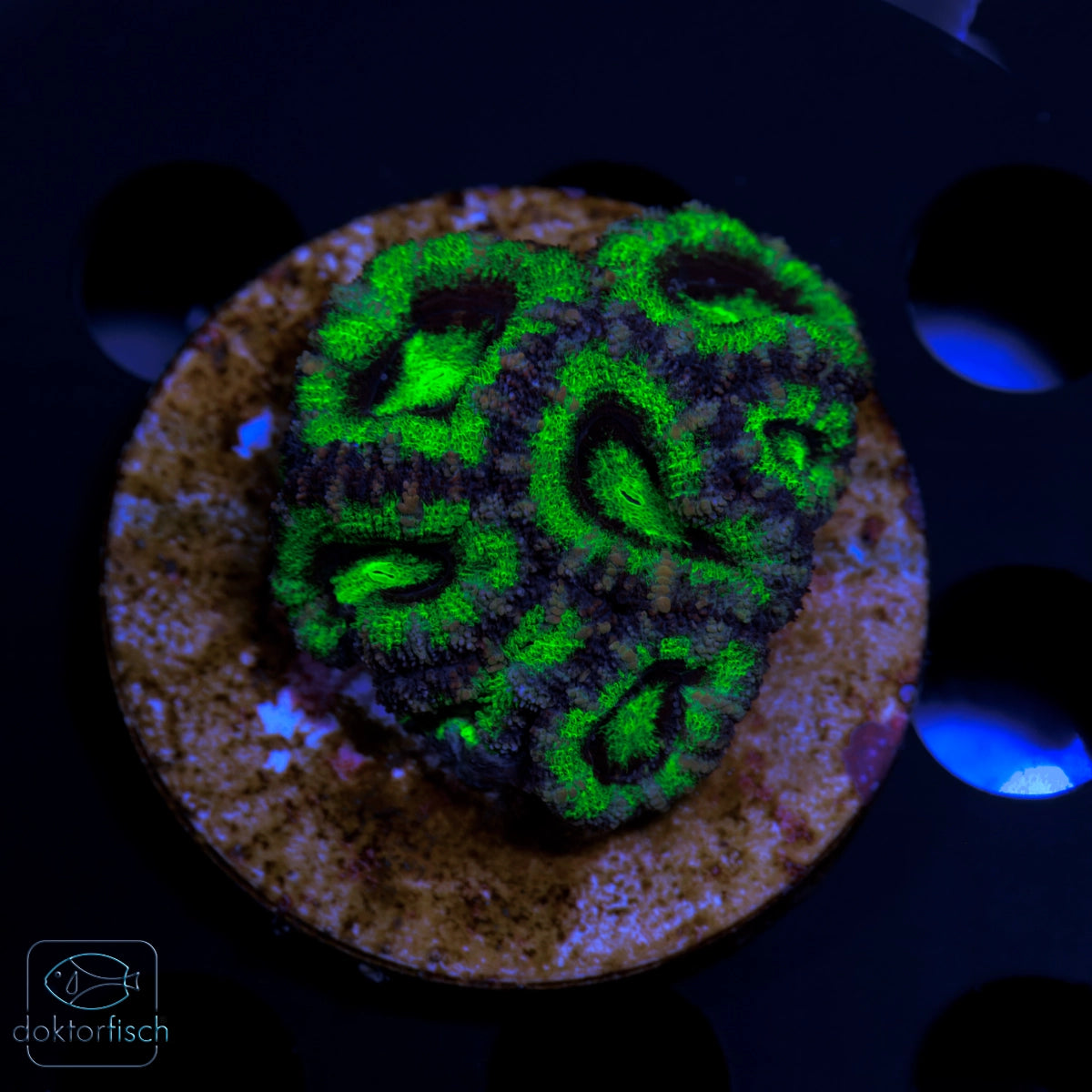 WYSIWYG Acanthastrea lordhowensis Neon Grün