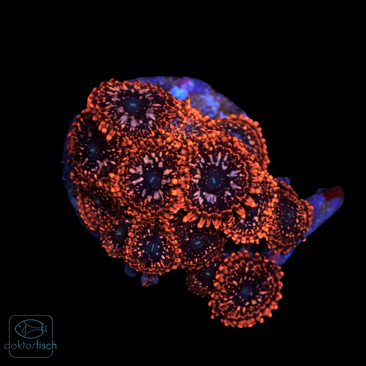 WYSIWYG Zoanthus „Utter Chaos“ 15 Polypen