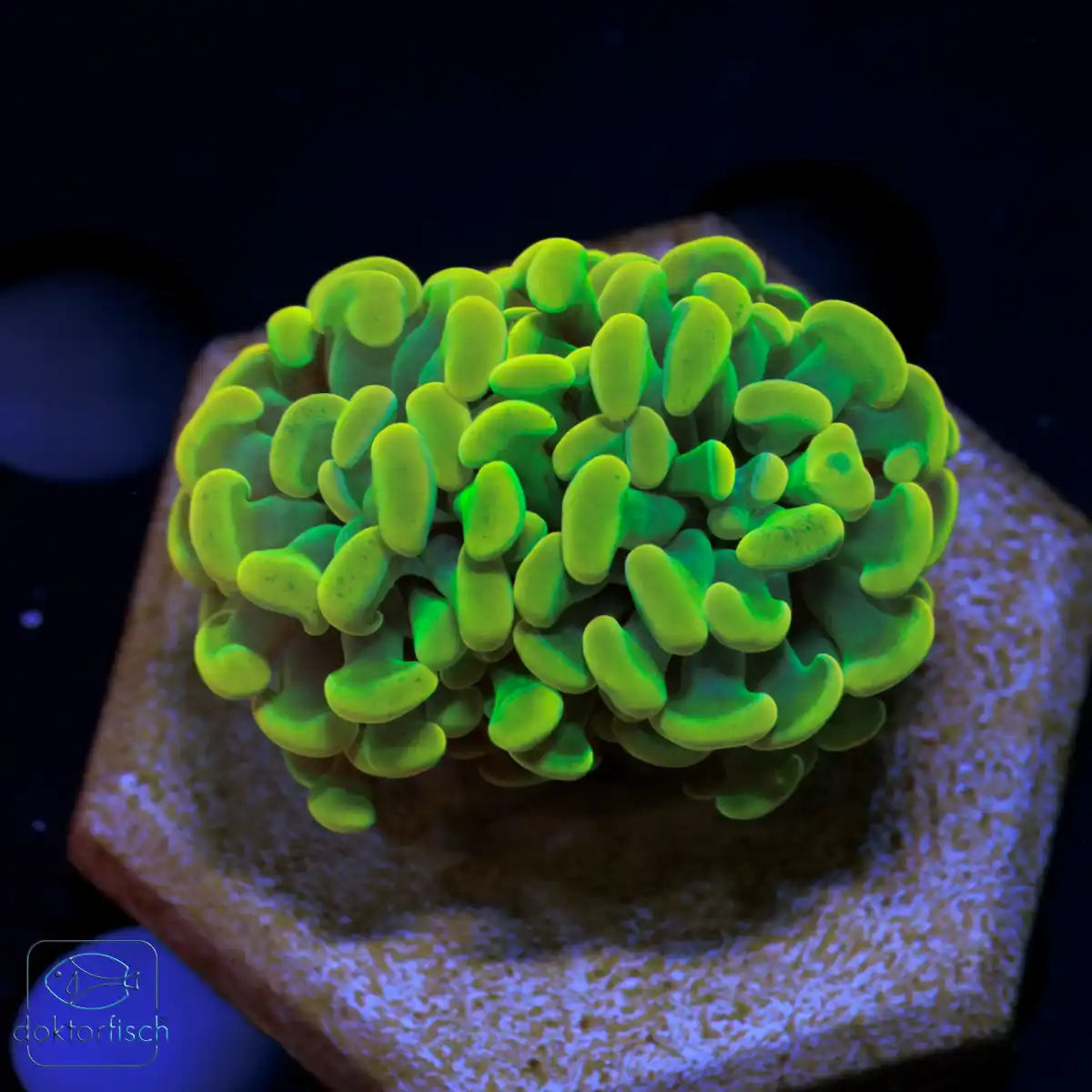WYSIWYG Euphyllia paraancora „Hologram"