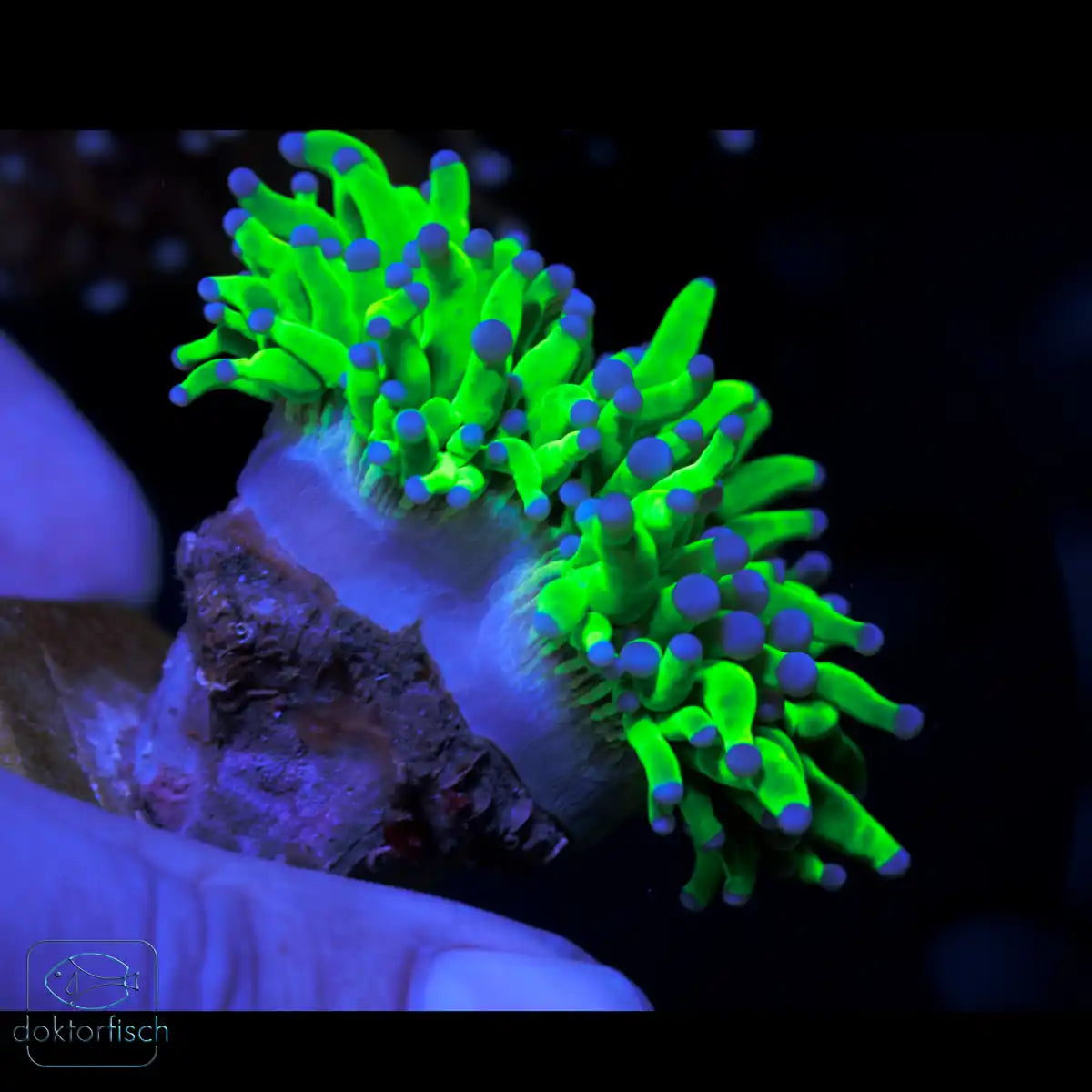 WYSIWYG Euphyllia glabrescens „Holy Grail“