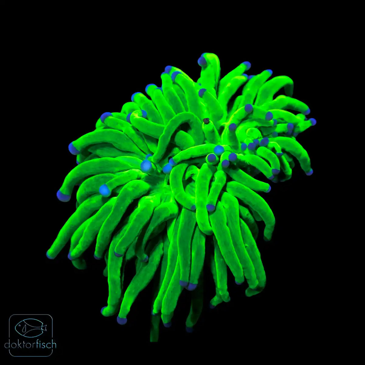 WYSIWYG Euphyllia glabrescens „Holy Grail“