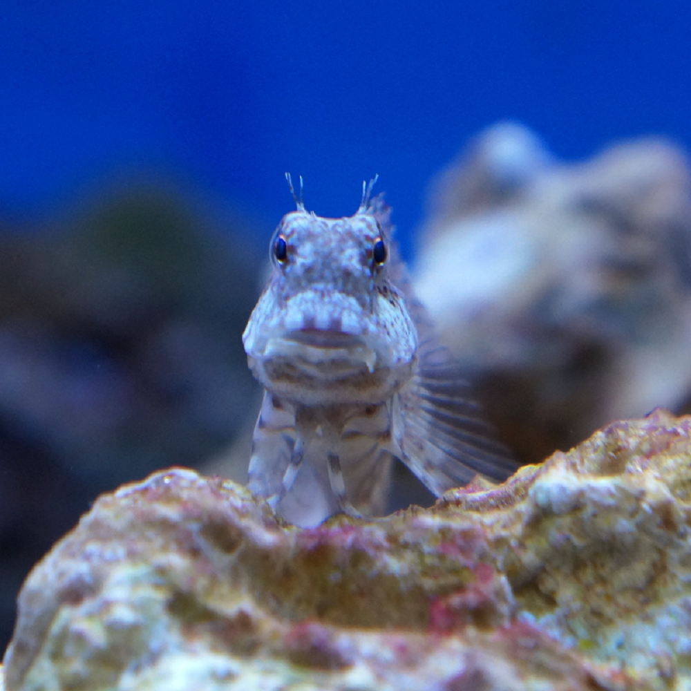 Algenblenny