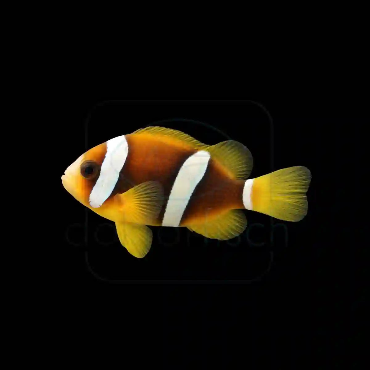 Clark´s Anemonenfisch (Amphiprion Clarkii) Nachzucht