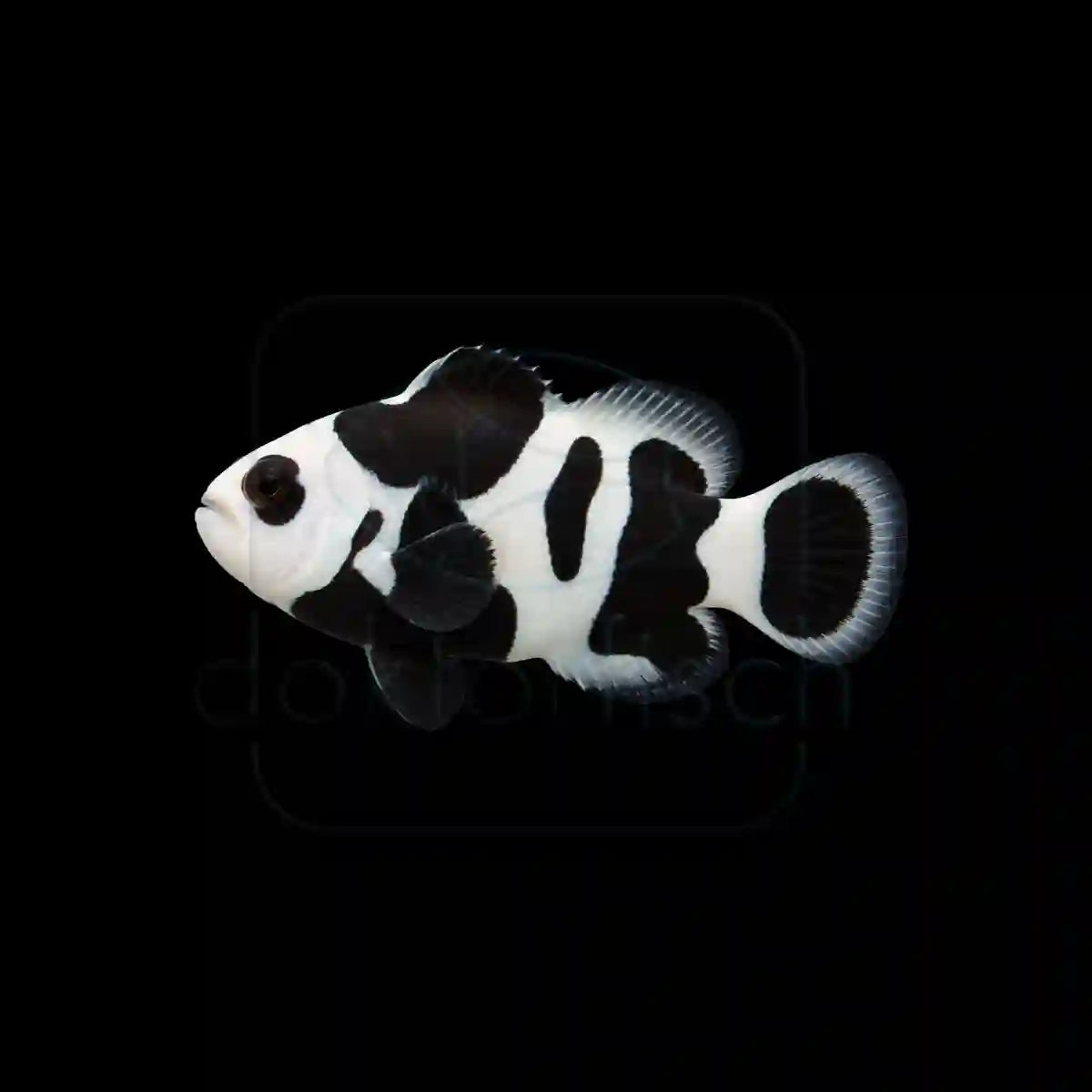 Black Storm Clownfisch (Amphiprion ocellris) Nachzucht