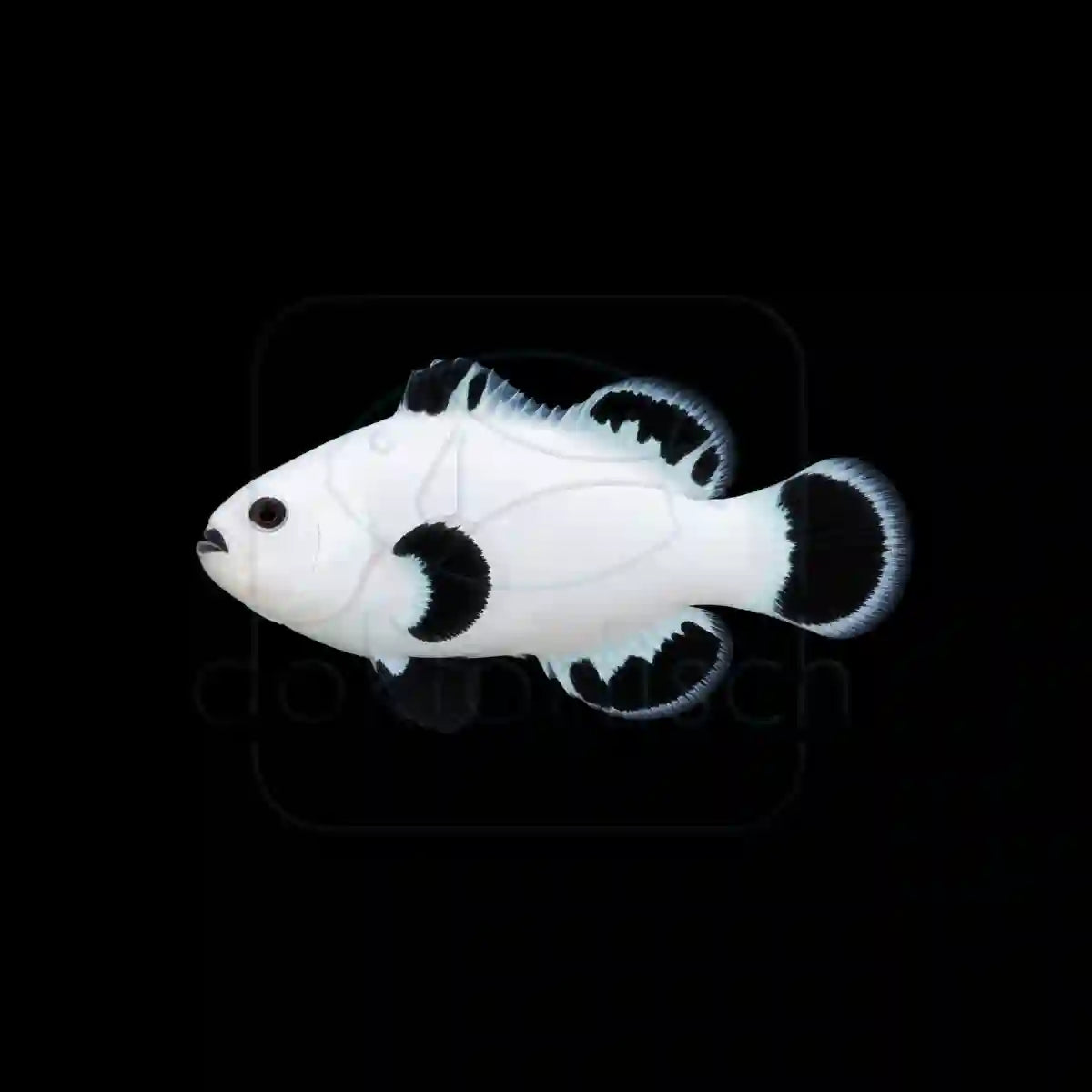 Snow Storm (Amphiprion ocellris) Nachzucht
