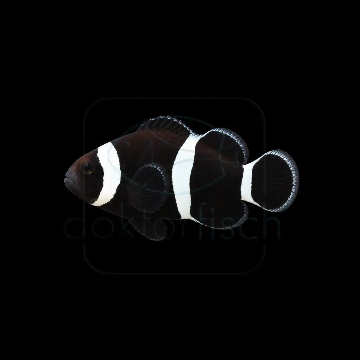 Darwin Clownfisch (Amphiprion ocellaris) Nachzucht