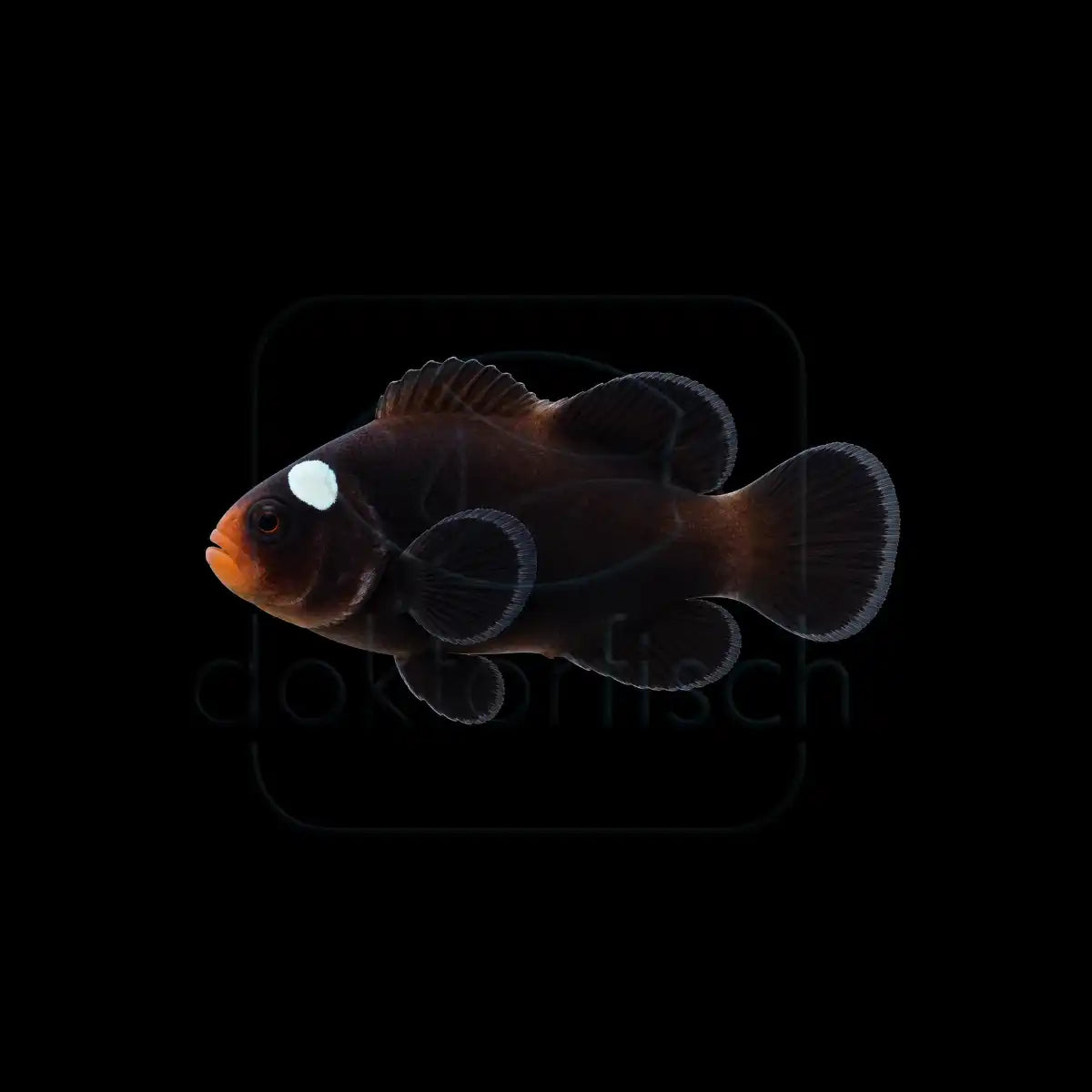 Domino Clownfisch (Amphiprion ocellaris) Nachzucht