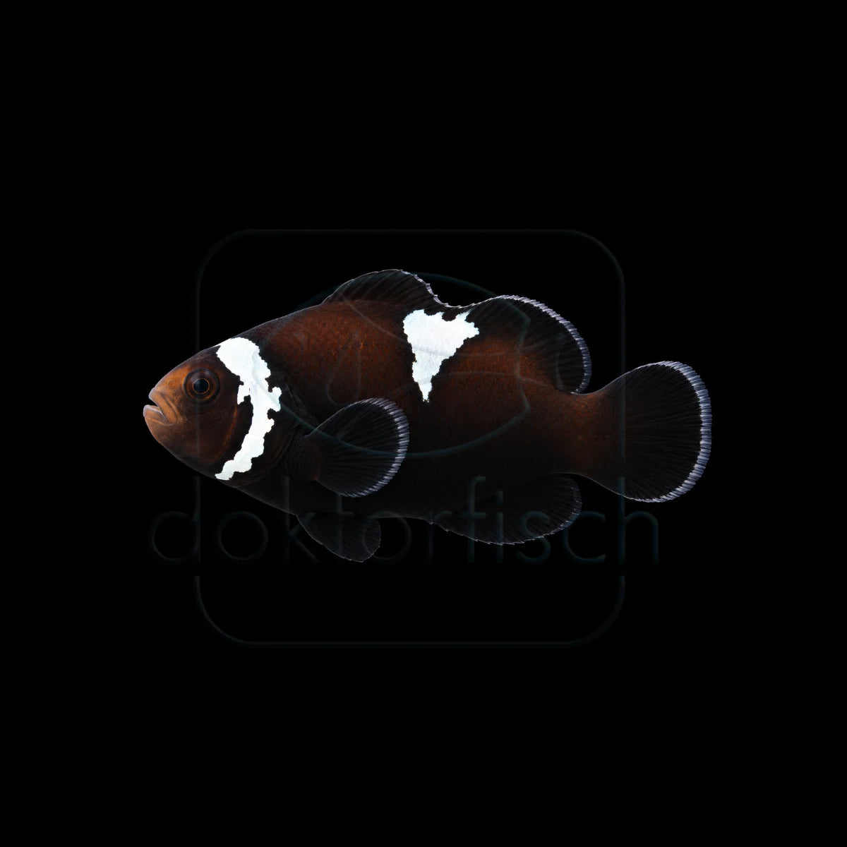 Midnight Lightning Clownfisch (Amphiprion ocellaris) Nachzucht