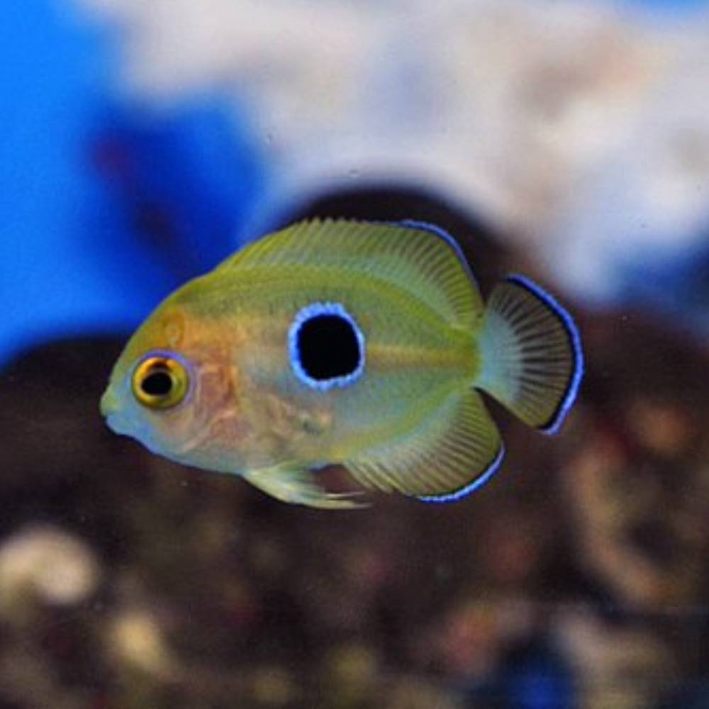 Centropyge flavissima (Zitronen-Zwergkaiserfisch) Nachzucht
