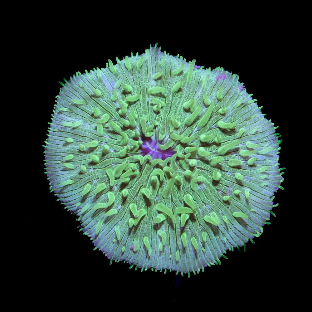 Fungia „Green“
