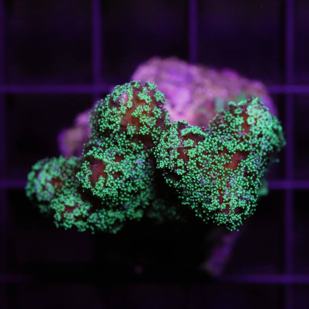 Stylophora pistillata grün