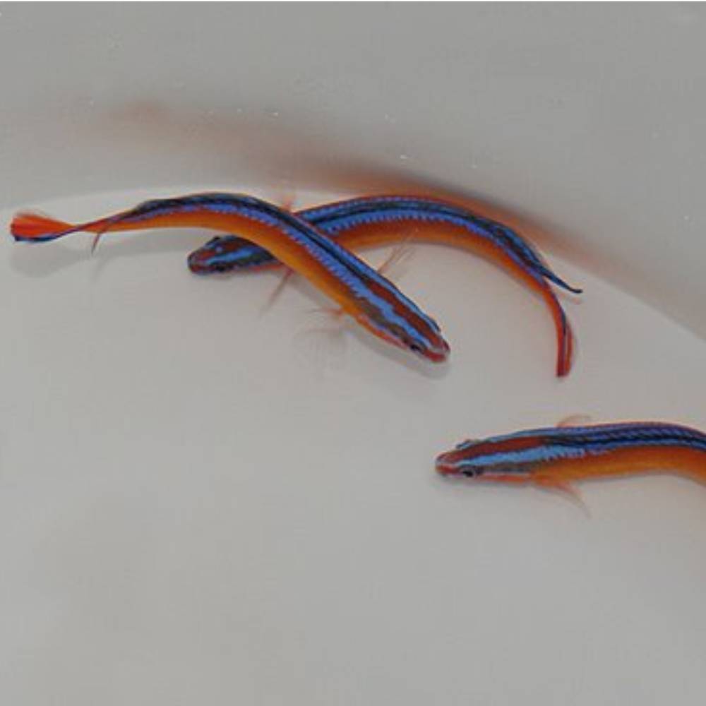 Pseudochromis aldabraensis (Aldabra-Zwergbarsch)