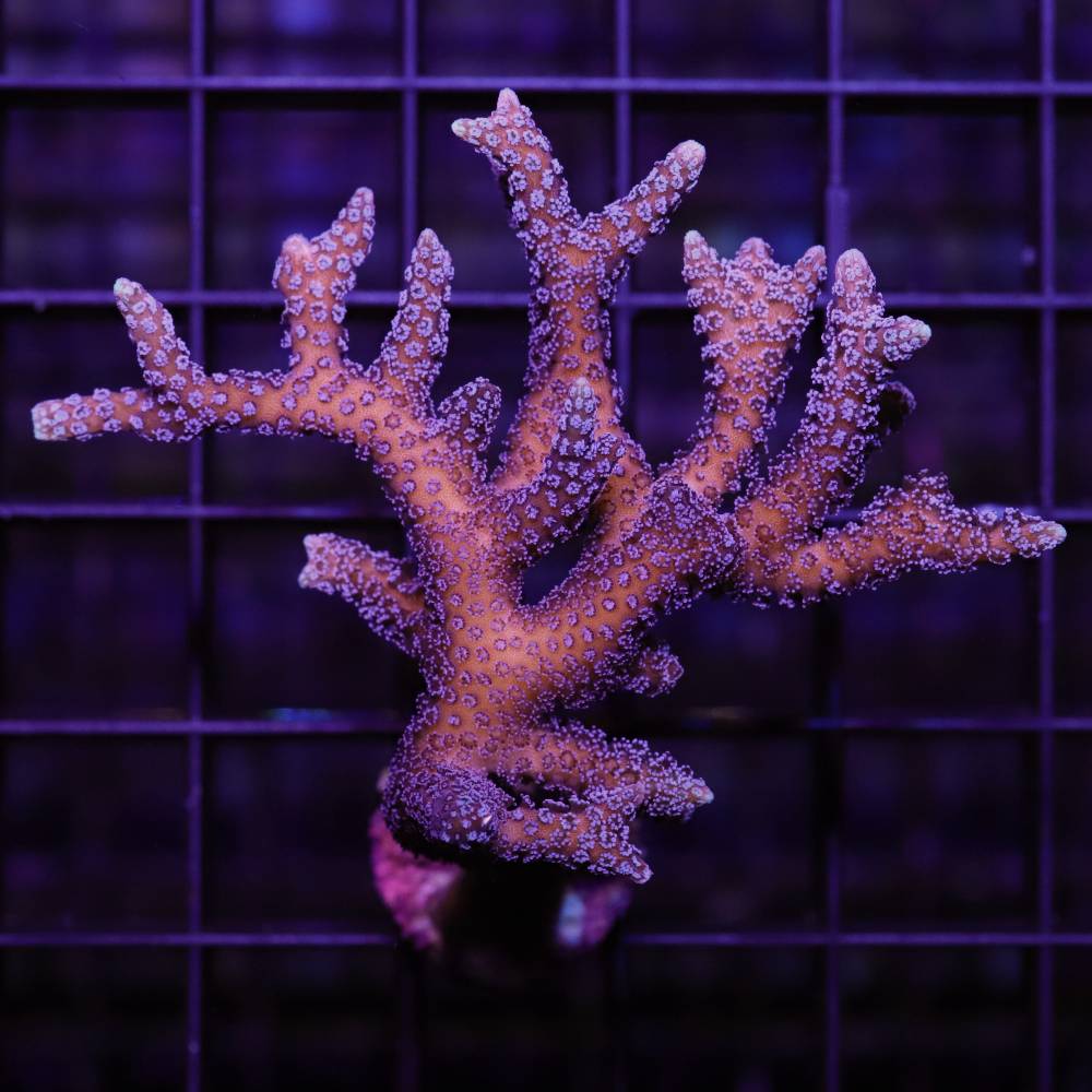 Seriatopora caliendrum silber