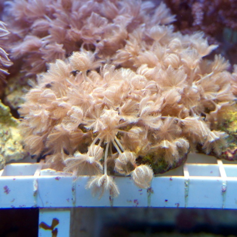 Pumpende Xenia