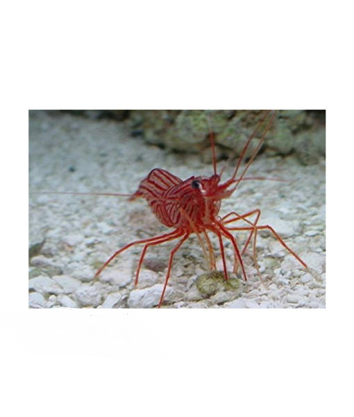 Wurdemanns Garnele