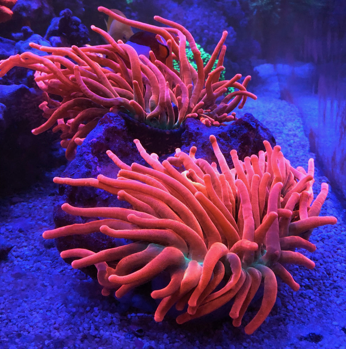 Kupferanemone