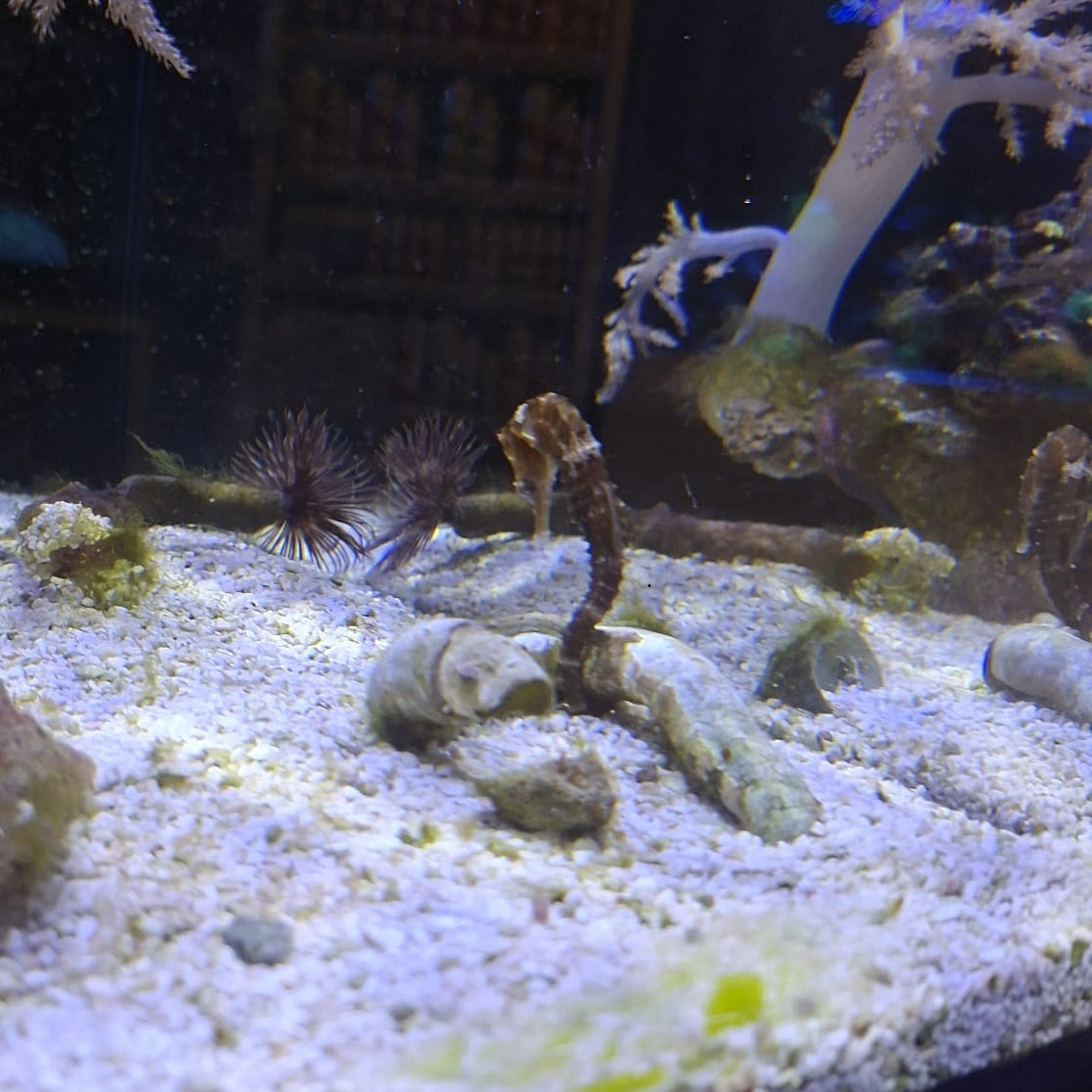 Seepferdchen Paar (Hippocampus erectus) aus Nachzucht für Meerwasseraquarien