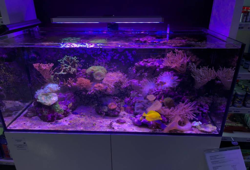 ReefGuard Auslaufschutzfolie am Meerwasseraquarium bei AquaTropica