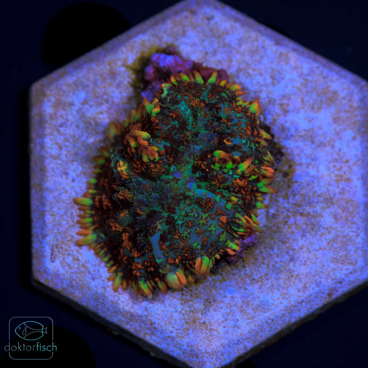 WYSIWYG Rhodactis multicolor