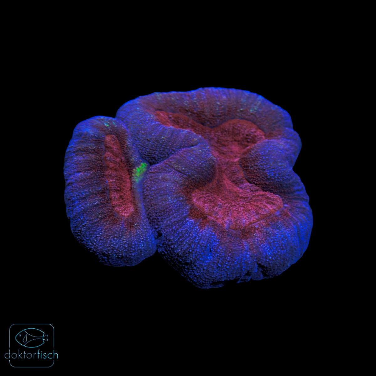 WYSIWYG Lobophyllia Bicolor