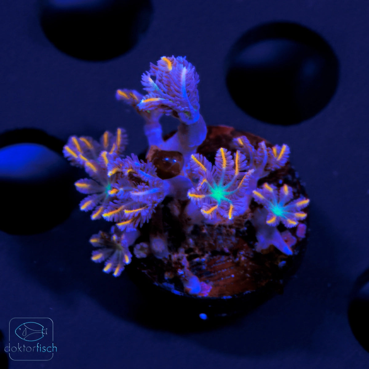 WYSIWYG Clavularia Tricolor Kolonie