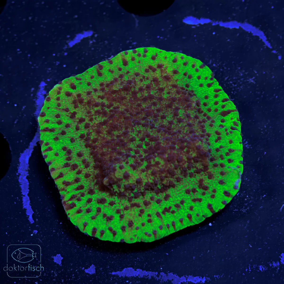 WYSIWYG Montipora „Blueberry Cheesecake“&nbsp;