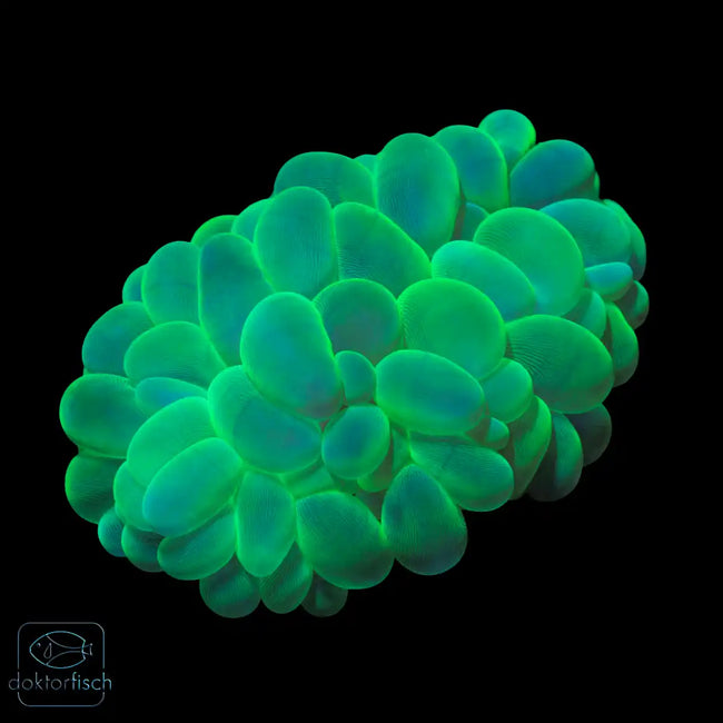 WYSIWYG Plerogyra sinuosa