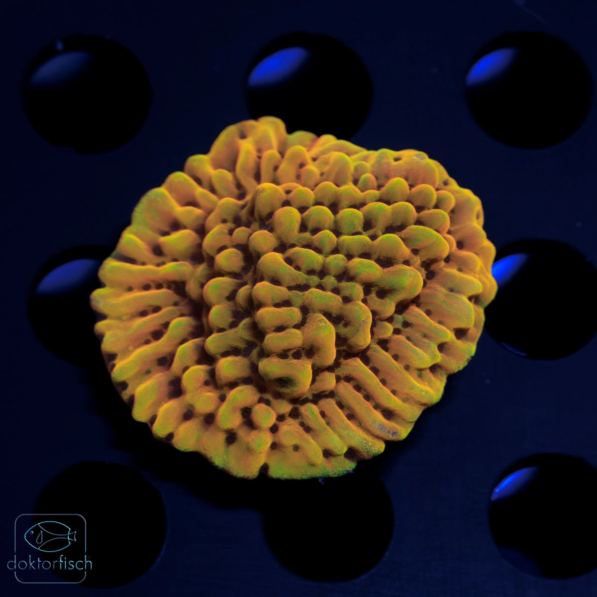 WYSIWYG Montipora „Crazy T"