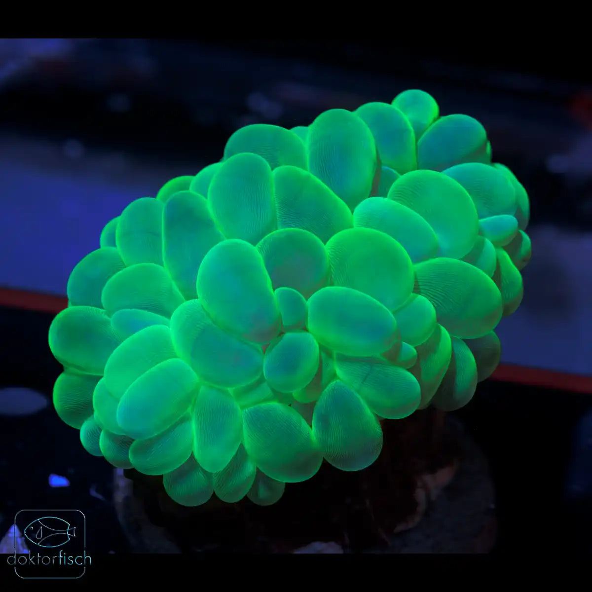 WYSIWYG Plerogyra sinuosa