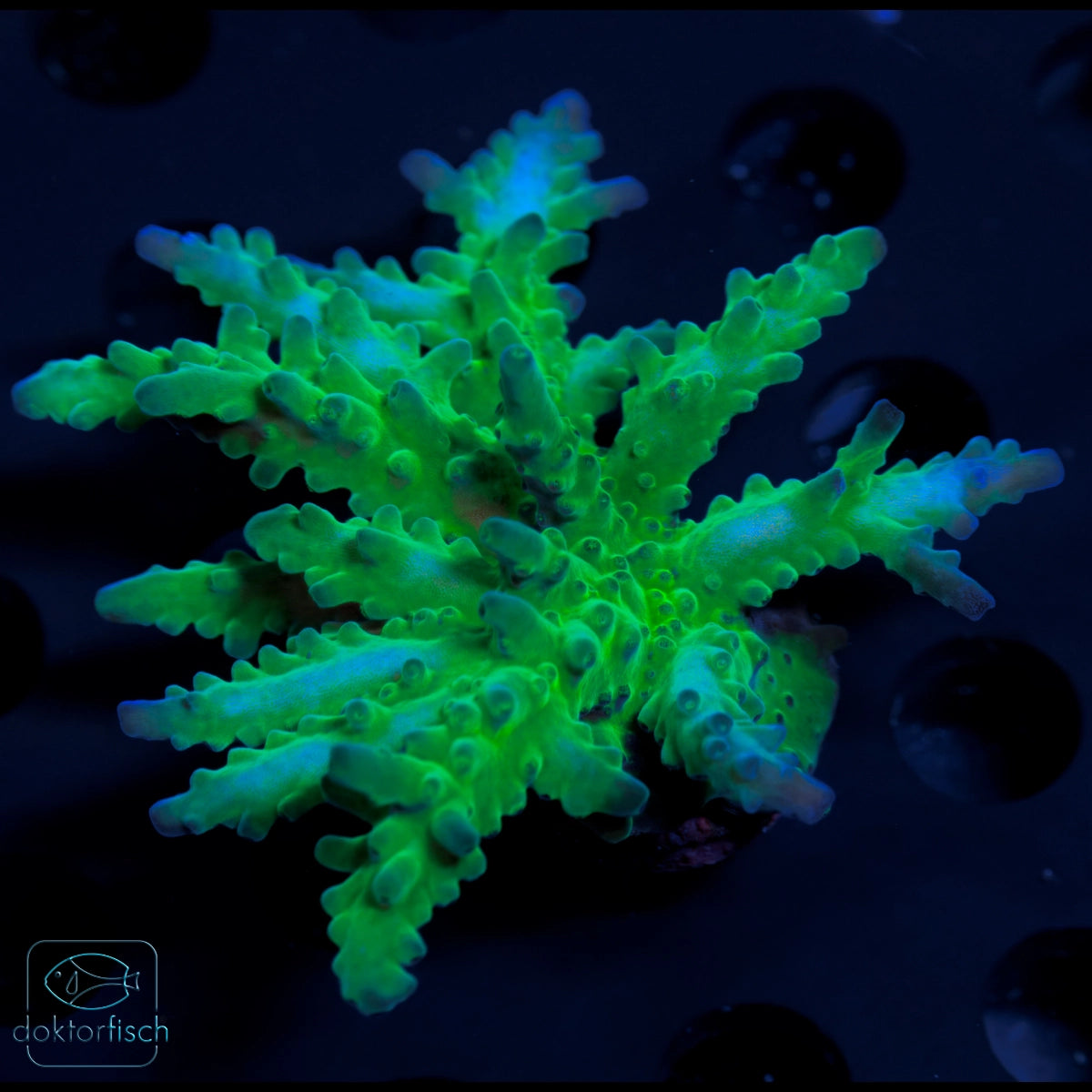 WYSIWYG Acropora austera