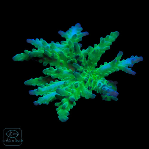 WYSIWYG Acropora austera