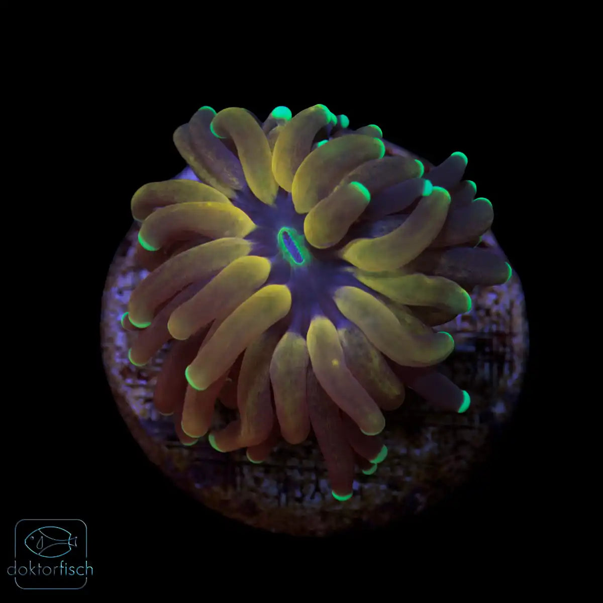 WYSIWYG Euphyllia glabrescens „Tiger Torch“