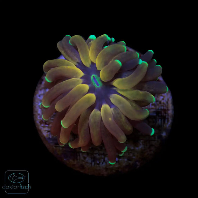WYSIWYG Euphyllia glabrescens „Tiger Torch“