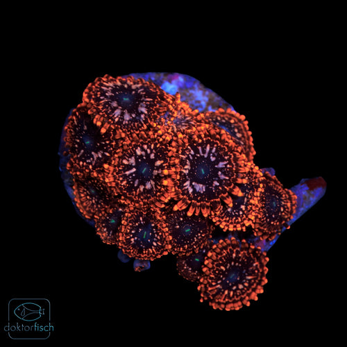 WYSIWYG Zoanthus „Utter Chaos“ 15 Polypen