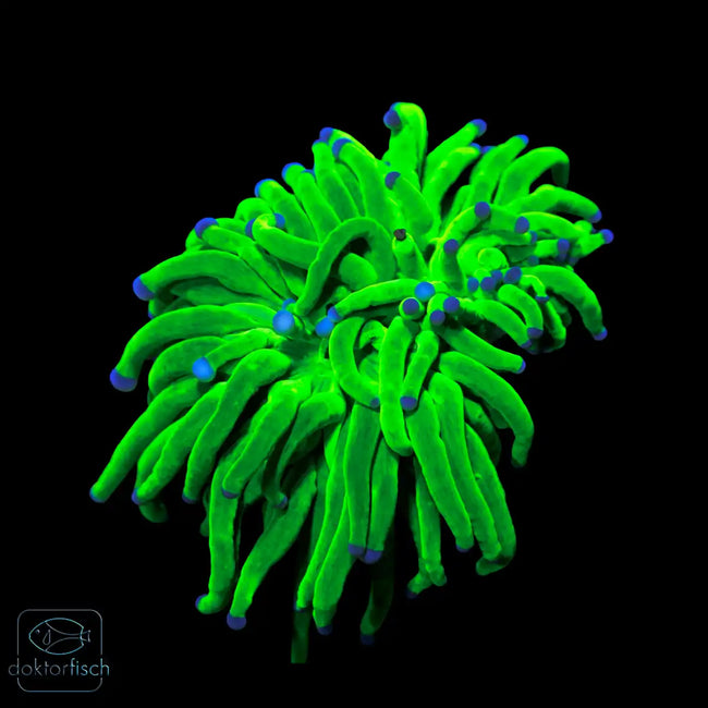WYSIWYG Euphyllia glabrescens „Holy Grail“