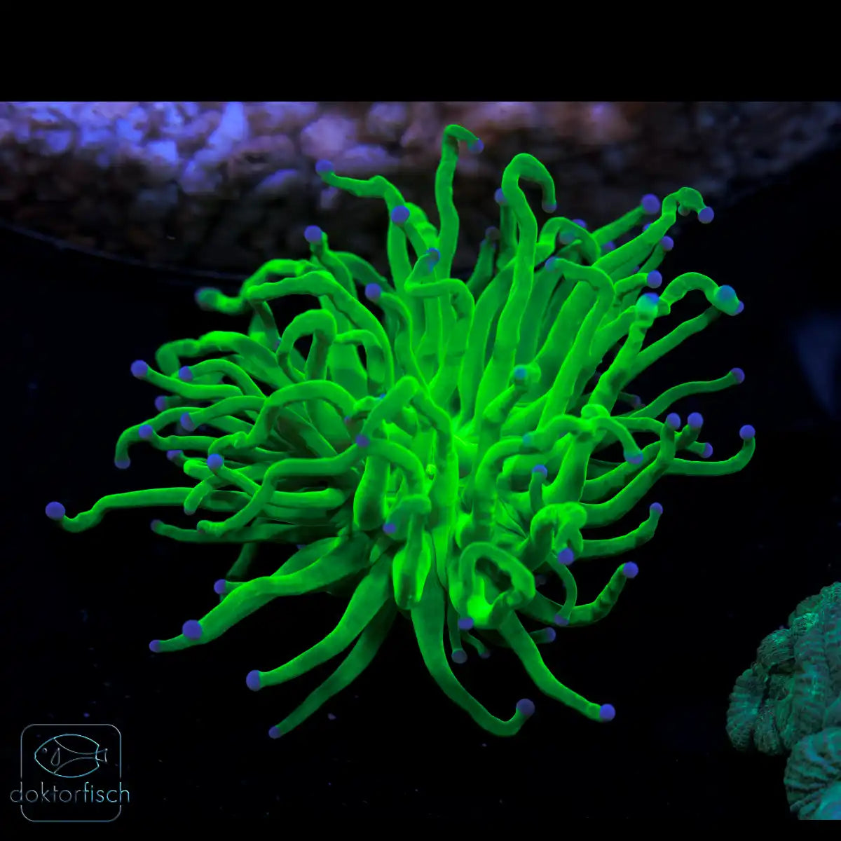 WYSIWYG Euphyllia glabrescens „Holy Grail“