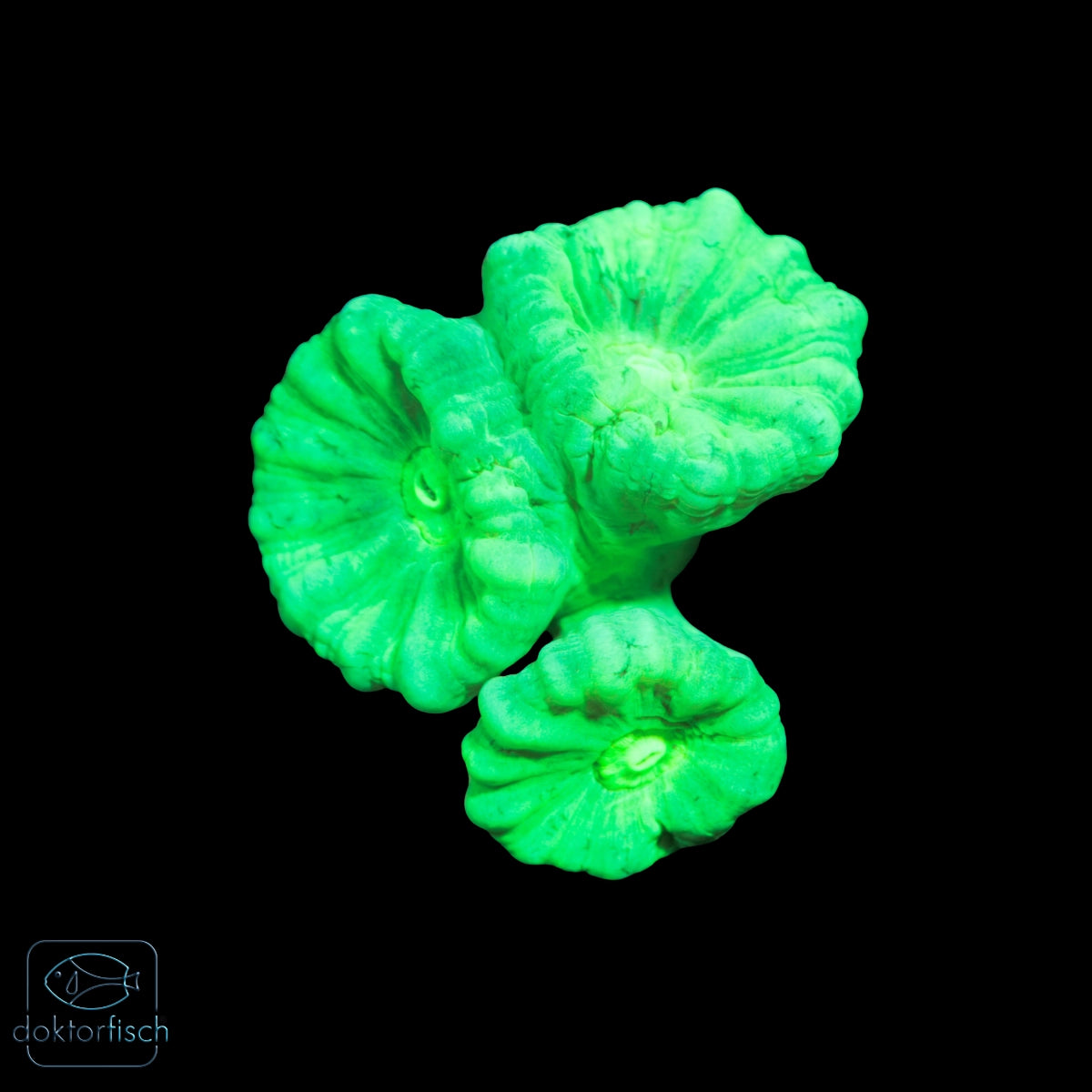 WYSIWYG Caulastrea furcata Green