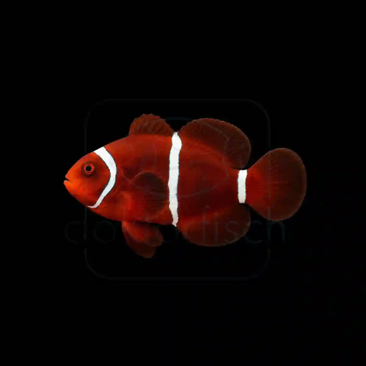 Samtanemonenfisch (Amphiprion biaculeatus) Nachzucht