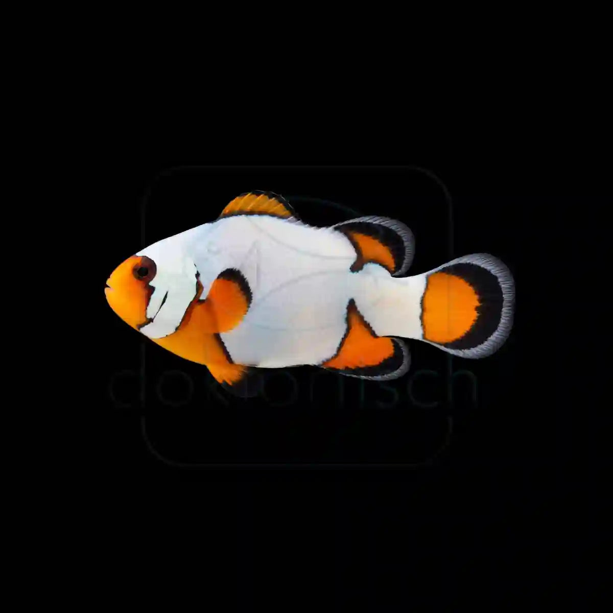 Premium Snowflake (Amphiprion ocellris) Nachzucht
