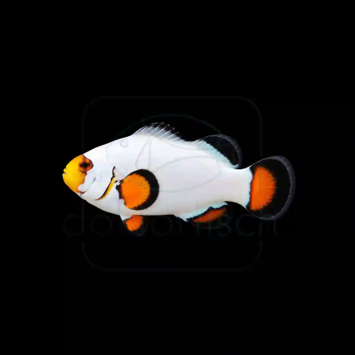 Wyoming White(Amphiprion ocellris) Nachzucht