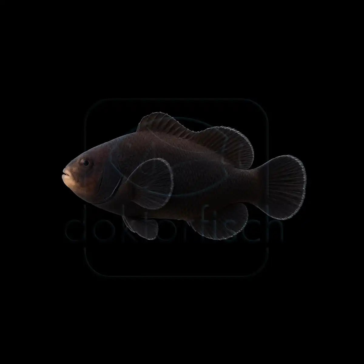 Midnight Clownfisch (Amphiprion ocellaris) Nachzucht