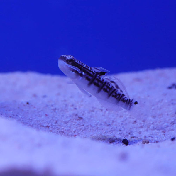 Bagger-Grundel (Amblygobius phalaena)