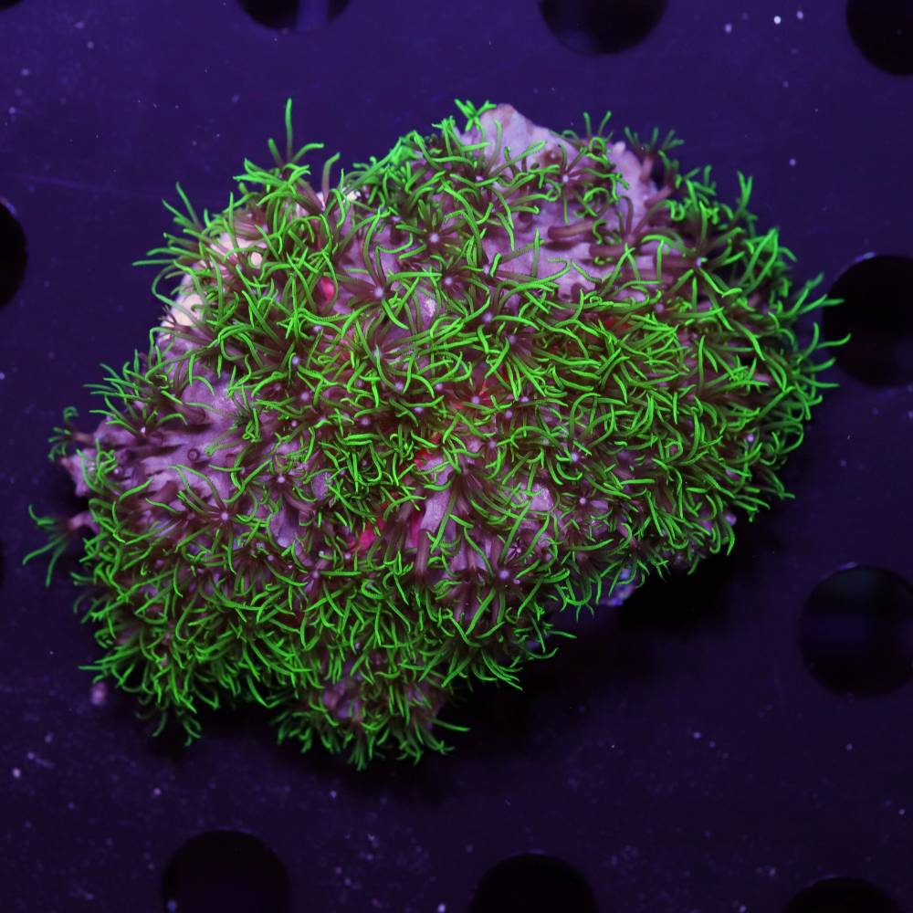 Briareum violaceum (Grüne Röhrenkoralle)