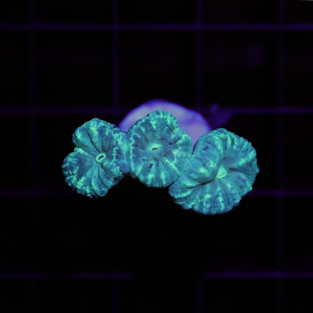 Caulastrea furcata M
